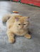 Persian cat female